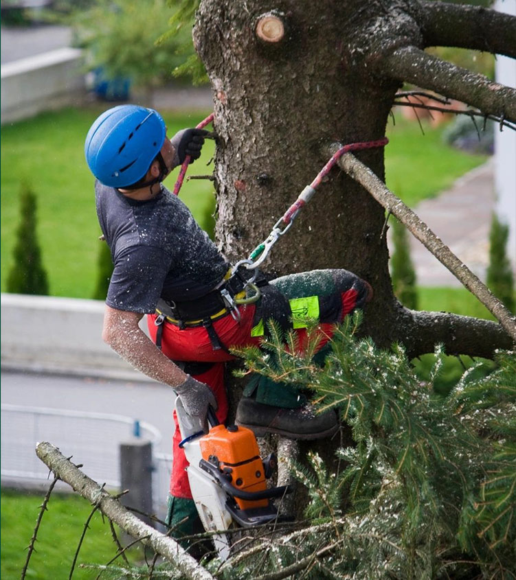 CNY Tree Services LLC